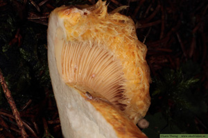 Skäggriska, Lactarius torminosus